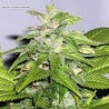 EARLY RISER · Sagarmatha Seeds · kenevir tohum · Disi · Fem