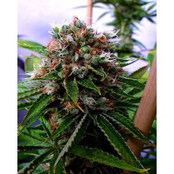 BUDDHA SISTER · Soma Seeds...