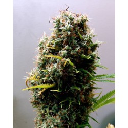 KUSHADELIC · Soma Seeds · kenevir tohum · Disi · Fem