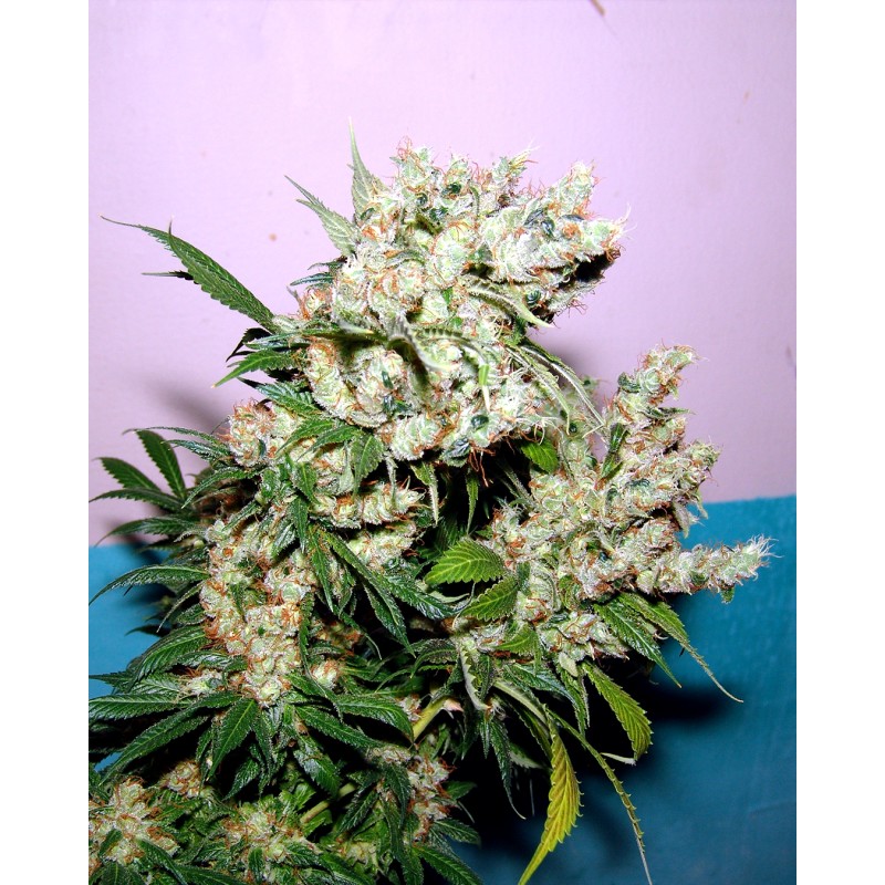 NYC DIESEL · Soma Seeds · cannabis seeds · Fem
