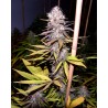 LAVENDER · Soma Seeds · cannabis seeds · Fem