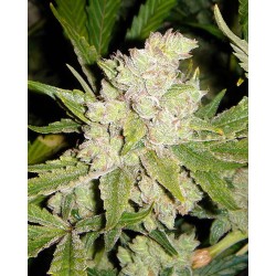 SOGOUDA · Soma Seeds ·...