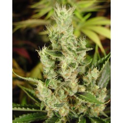 SOMA SALAD · Soma Seeds ·...