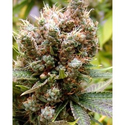 SOMALICIOUS · Soma Seeds ·...