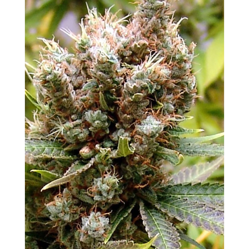SOMALICIOUS · Soma Seeds · kenevir tohum · Disi · Fem