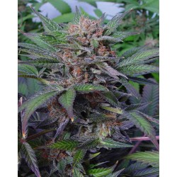 SOMANGO · Soma Seeds ·...