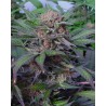 SOMANGO · Soma Seeds · kenevir tohum · Disi · Fem
