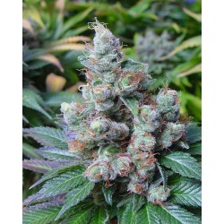 SOMARI · Soma Seeds ·...