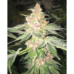 5 G · Soma Seeds · kenevir...