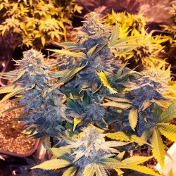 SOMANGO PINEAPPLE · Soma...