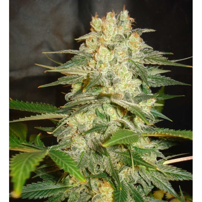 AFGHAN KUSH RYDER · World Of Seeds · kenevir tohum · Disi · AutoFem