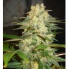 AFGHAN KUSH RYDER · World Of Seeds · kenevir tohum · Disi · AutoFem