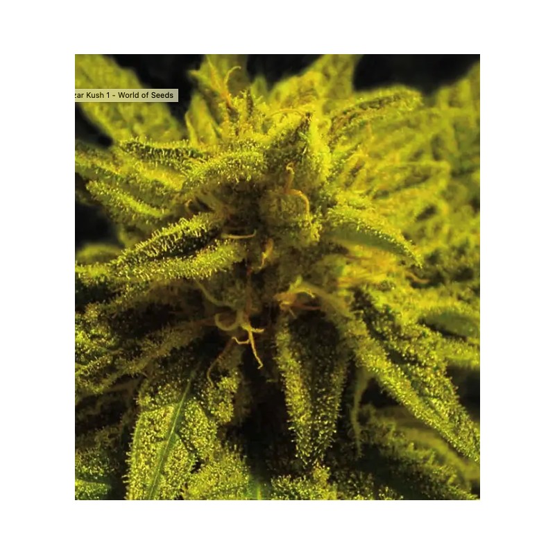 MAZAR KUSH · World Of Seeds · kenevir tohum · Disi · Fem