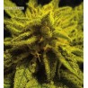 MAZAR KUSH · World Of Seeds · kenevir tohum · Disi · Fem