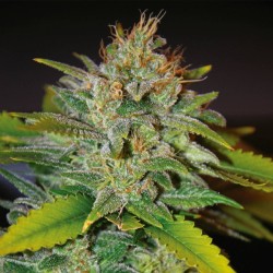 SKUNK 47 · World Of Seeds ·...