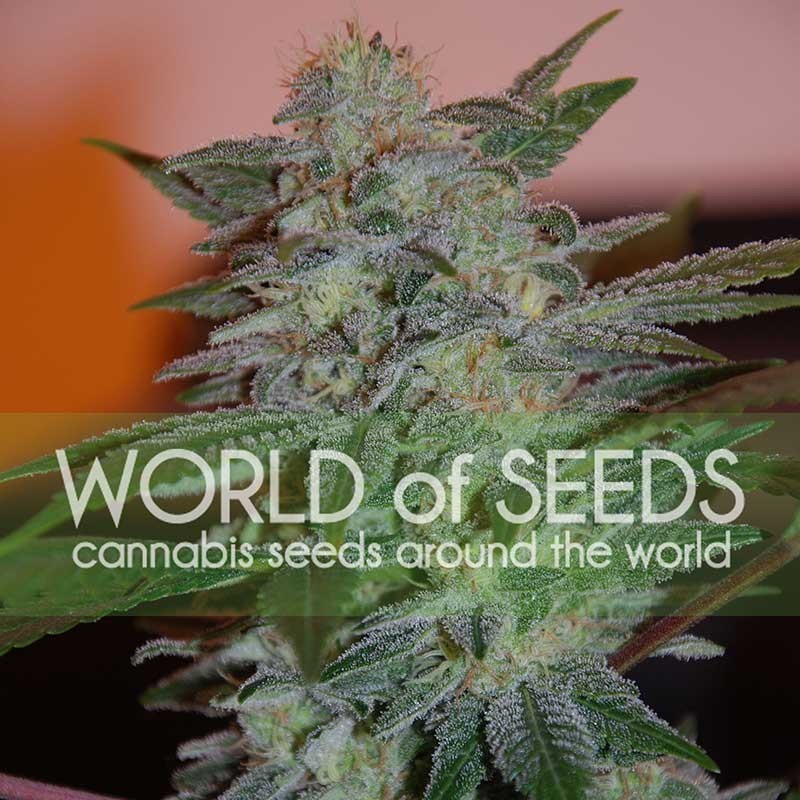 YUMBOLT 47 · World Of Seeds · kenevir tohum · Disi · Fem
