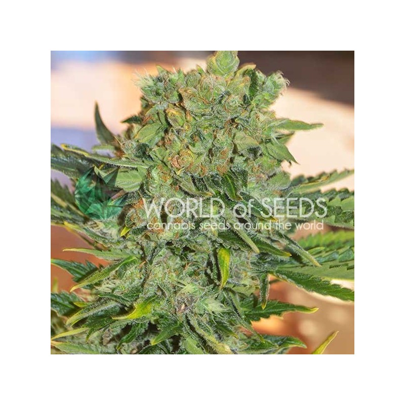 TONIC RYDER AUTO · World Of Seeds · kenevir tohum · Disi · AutoFem