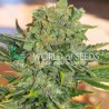 TONIC RYDER AUTO · World Of Seeds · kenevir tohum · Disi · AutoFem