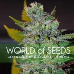 SPACE · World Of Seeds ·...