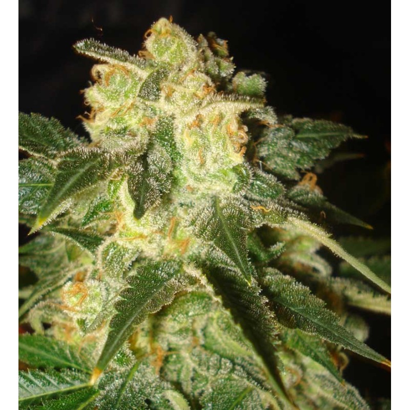 PAKISTAN RYDER · World Of Seeds · kenevir tohum · Disi · AutoFem