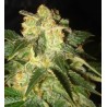 PAKISTAN RYDER · World Of Seeds · cannabis seeds · AutoFem