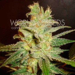 NORTHERN LIGHT X BIG BUD ·...