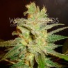 NORTHERN LIGHT X BIG BUD · World Of Seeds · cannabis seeds · Fem