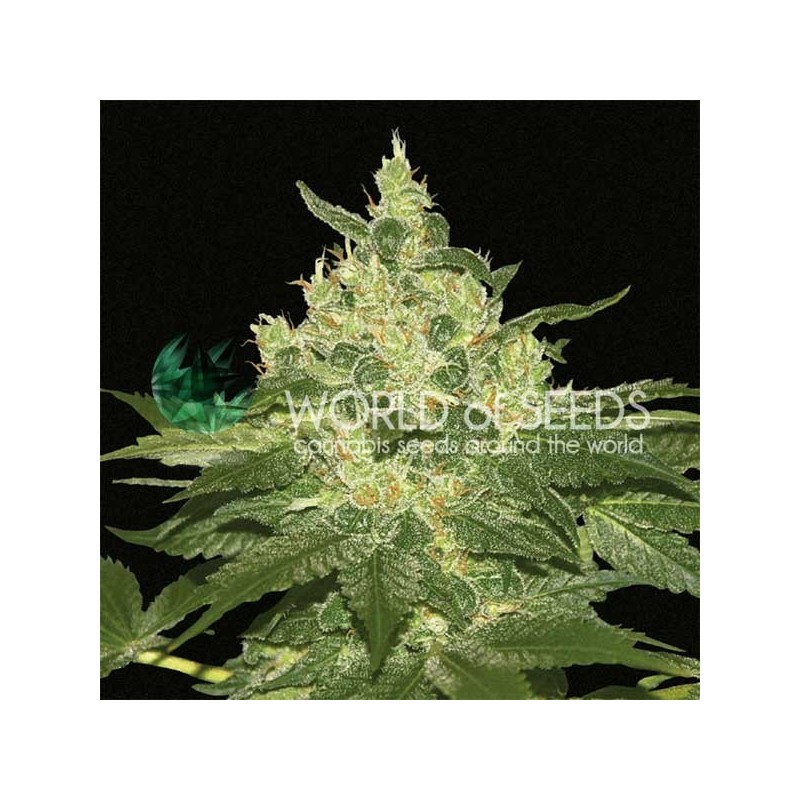 AFGHAN KUSH · World Of Seeds · kenevir tohum · Disi · Fem