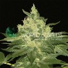 AFGHAN KUSH · World Of Seeds · kenevir tohum · Disi · Fem
