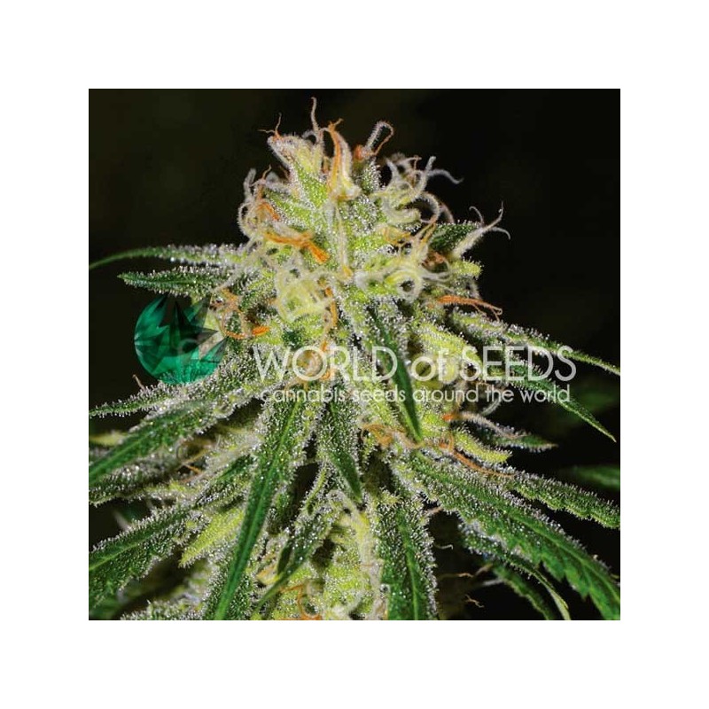 AMNESIA EARLY HARVEST · World Of Seeds · kenevir tohum · Disi · Fem