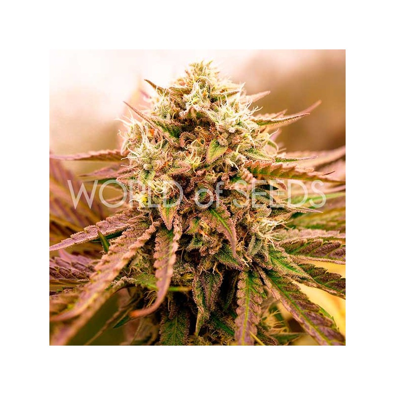 APPALACHIAN KUSH EARLY VERSION · World Of Seeds · kenevir tohum · Disi · Fem