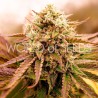 APPALACHIAN KUSH EARLY VERSION · World Of Seeds · kenevir tohum · Disi  · Fem