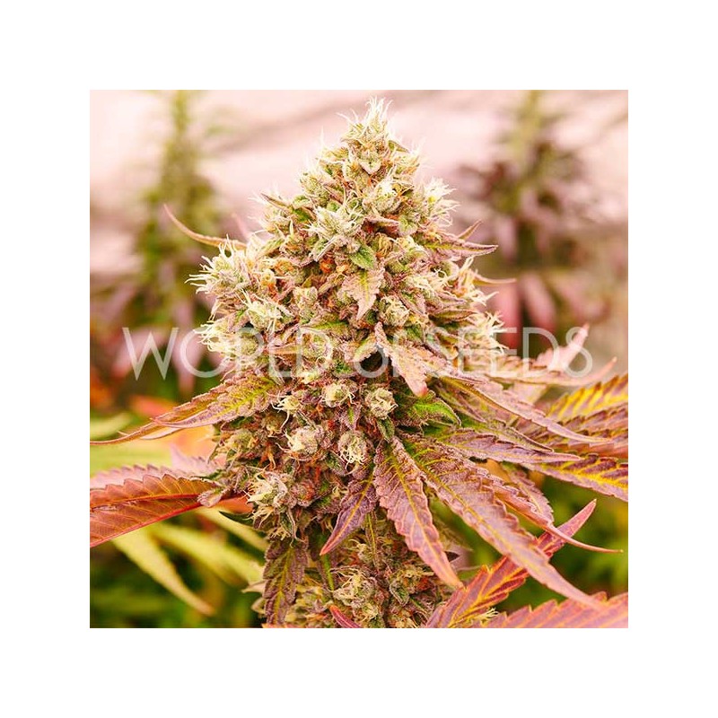 BURGER KUSH · World Of Seeds · kenevir tohum · Disi  · Fem