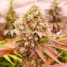 BURGER KUSH · World Of Seeds · kenevir tohum · Disi  · Fem