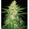 COLOMBIAN GOLD RYDER AUTO · World Of Seeds · kenevir tohum · Disi · AutoFem