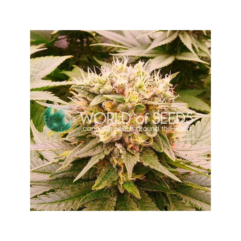 HARLEQUEEN THC FREE · World Of Seeds · kenevir tohum · Disi  · Fem