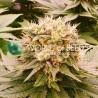 HARLEQUEEN THC FREE · World Of Seeds · kenevir tohum · Disi  · Fem