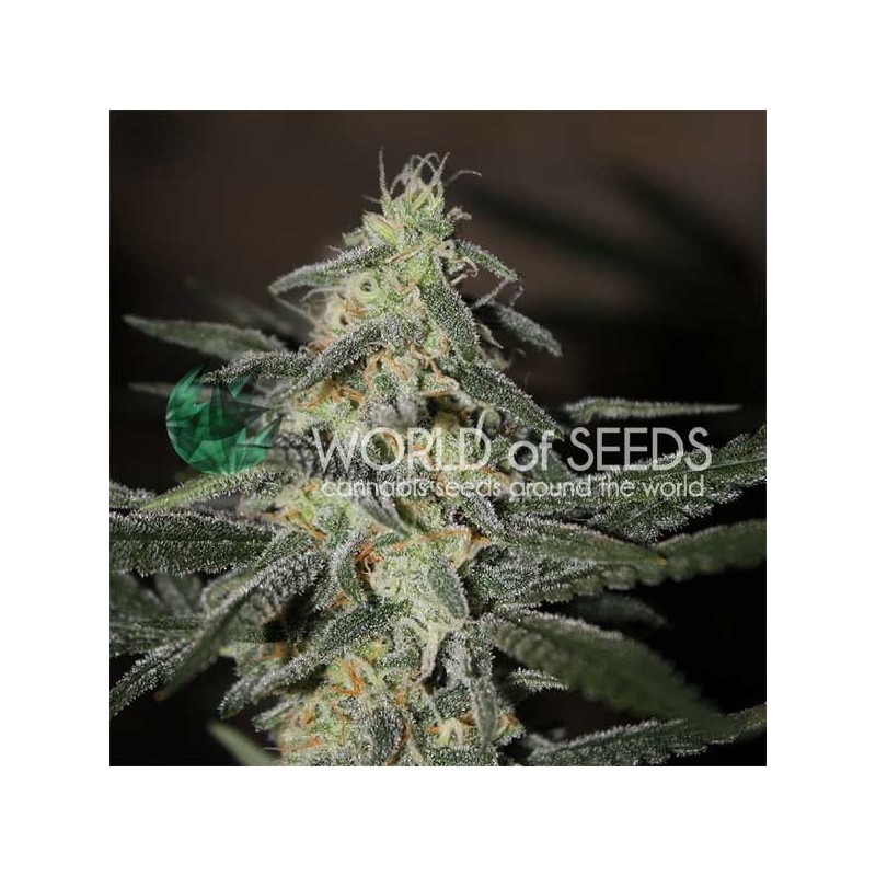 NORTHERN LIGHTS X BIG BUD EARLY VERSION · World Of Seeds · kenevir tohum · Disi · Fem