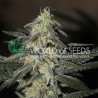 NORTHERN LIGHTS X BIG BUD EARLY VERSION · World Of Seeds · kenevir tohum · Disi  · Fem