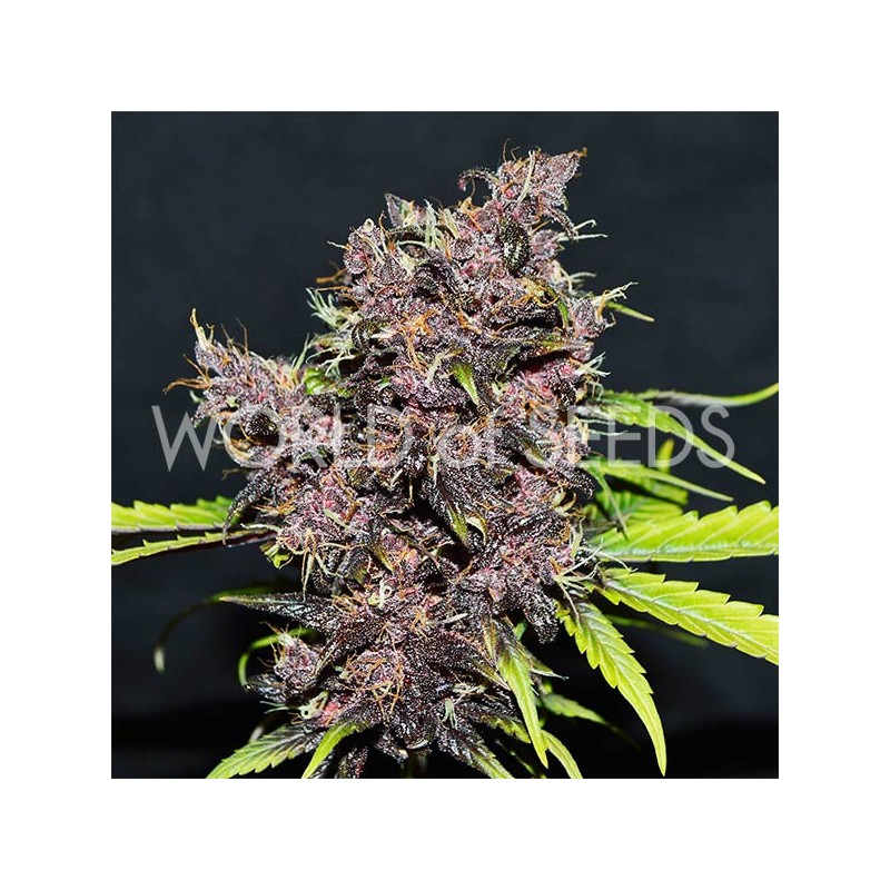 PURPLE AFGHAN KUSH RYDER AUTO · World Of Seeds · kenevir tohum · Disi · AutoFem