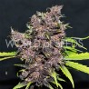 PURPLE AFGHAN KUSH RYDER AUTO · World Of Seeds · kenevir tohum · Disi · AutoFem