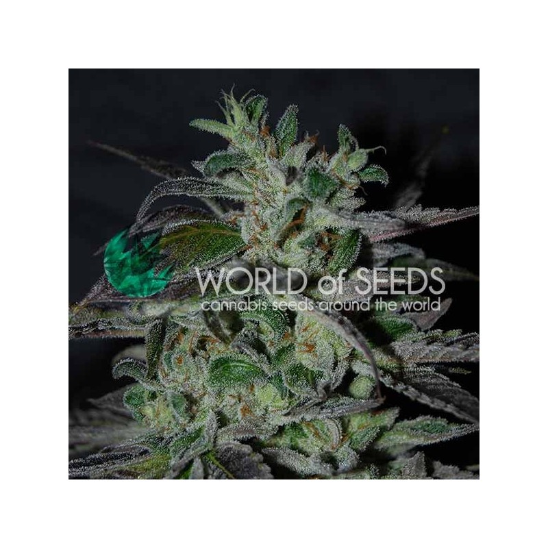 STRAWBERRY BLUE EARLY VERSION · World Of Seeds · kenevir tohum · Disi  · Fem
