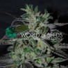 STRAWBERRY BLUE EARLY VERSION · World Of Seeds · kenevir tohum · Disi  · Fem