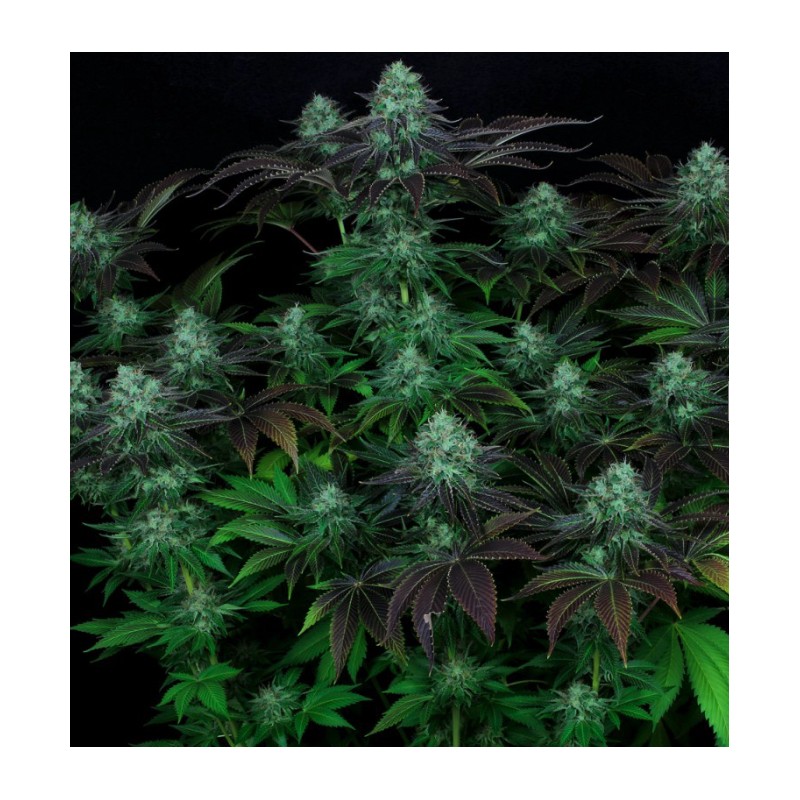 DARKSTAR · TH Seeds · kenevir tohum · Reg