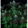DARKSTAR · TH Seeds · kenevir tohum · Reg