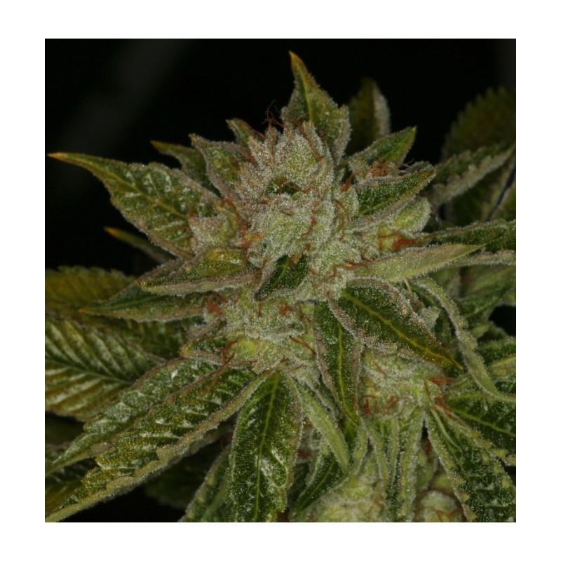 MK ULTRA · TH Seeds · kenevir tohum · Reg