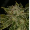 MK ULTRA · TH Seeds · kenevir tohum · Reg