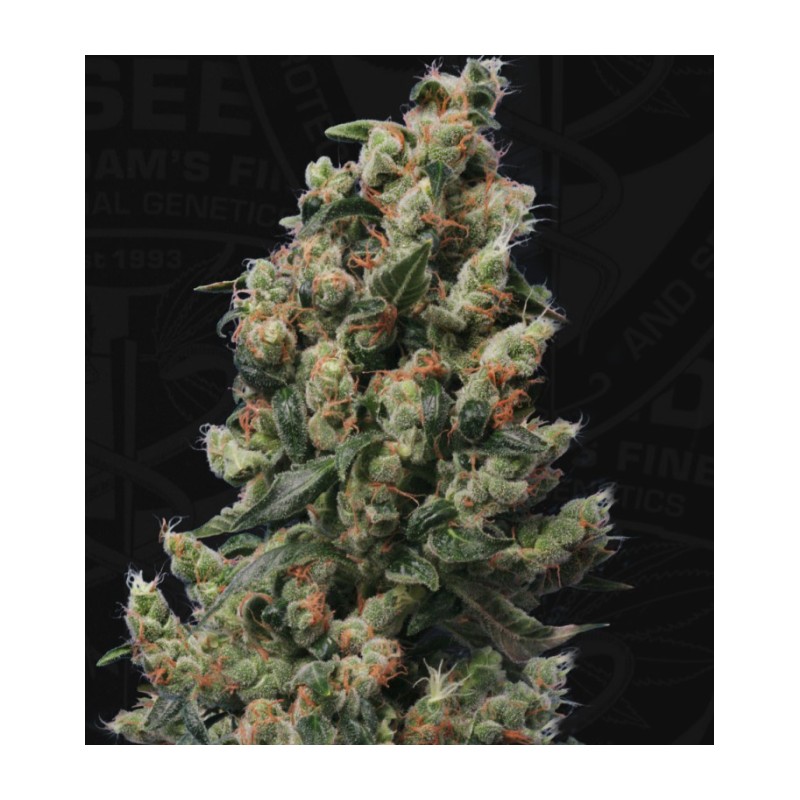 KUSHAGE · TH Seeds · kenevir tohum · Reg