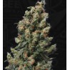 KUSHAGE · TH Seeds · kenevir tohum · Reg