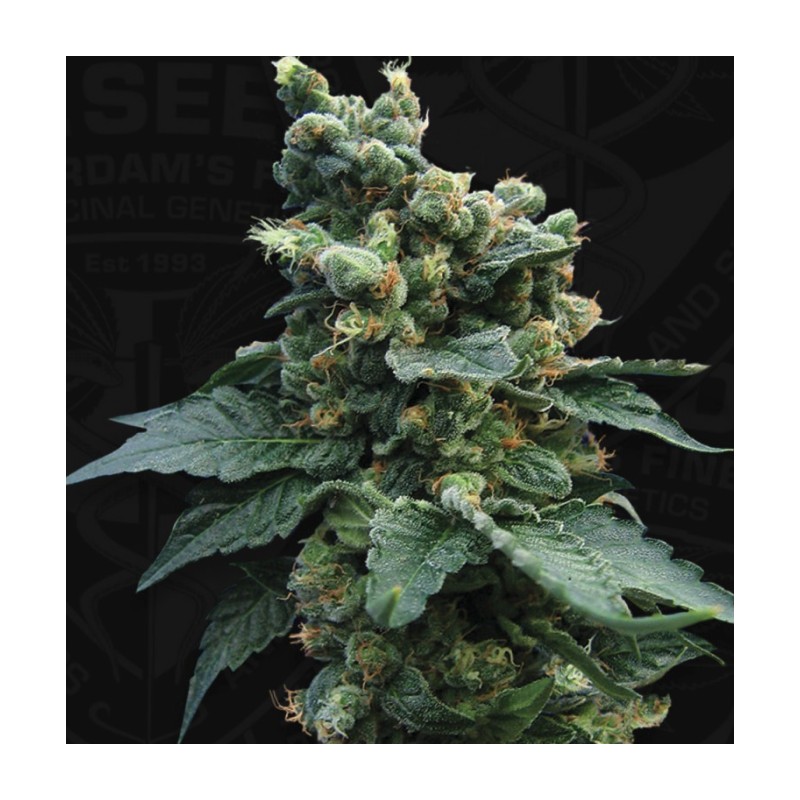 SAGE N SOUR · TH Seeds · kenevir tohum · Reg